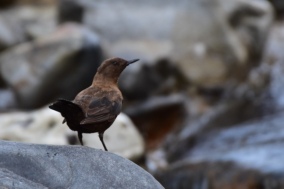 skorec asijský - ML569834211