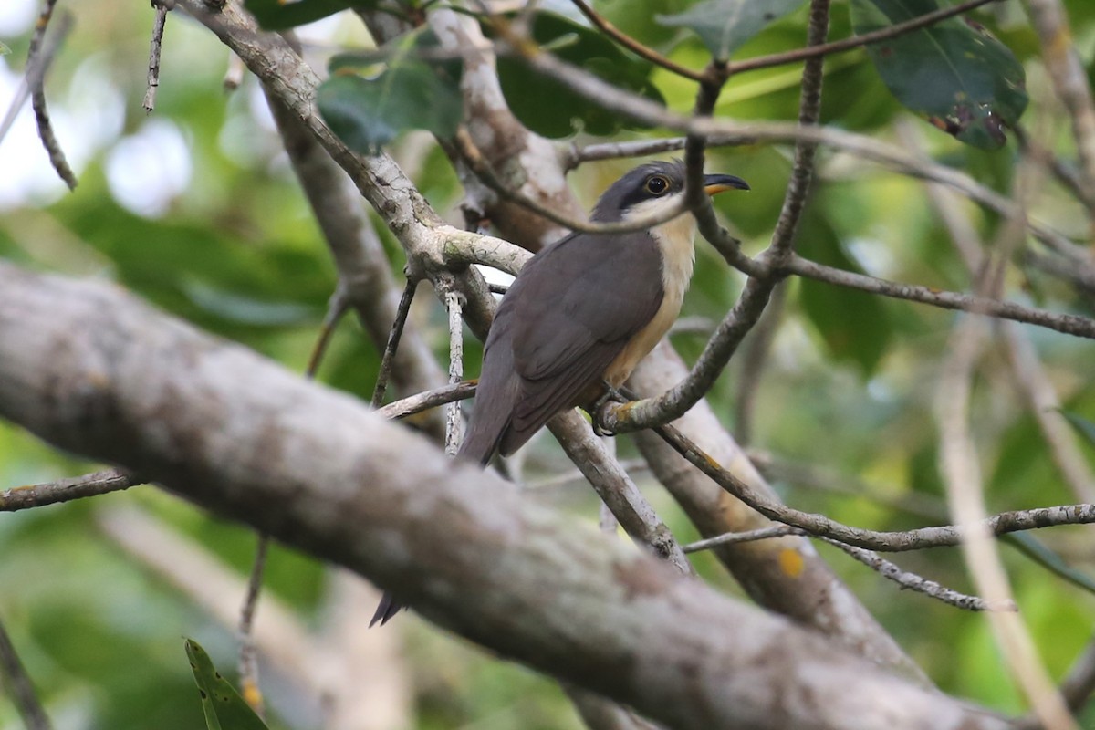 Mangrove Cuckoo - ML569834291