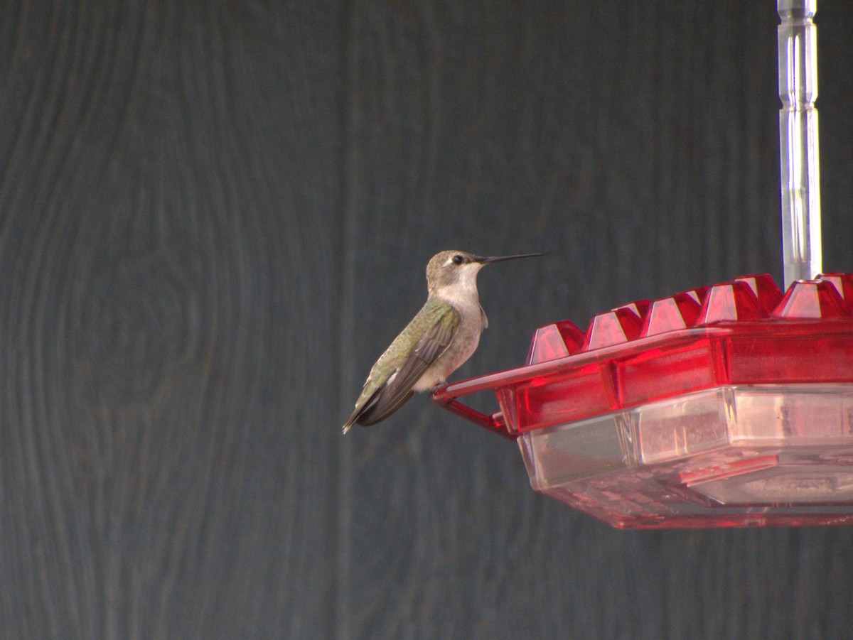 Ruby-throated Hummingbird - Jordan P