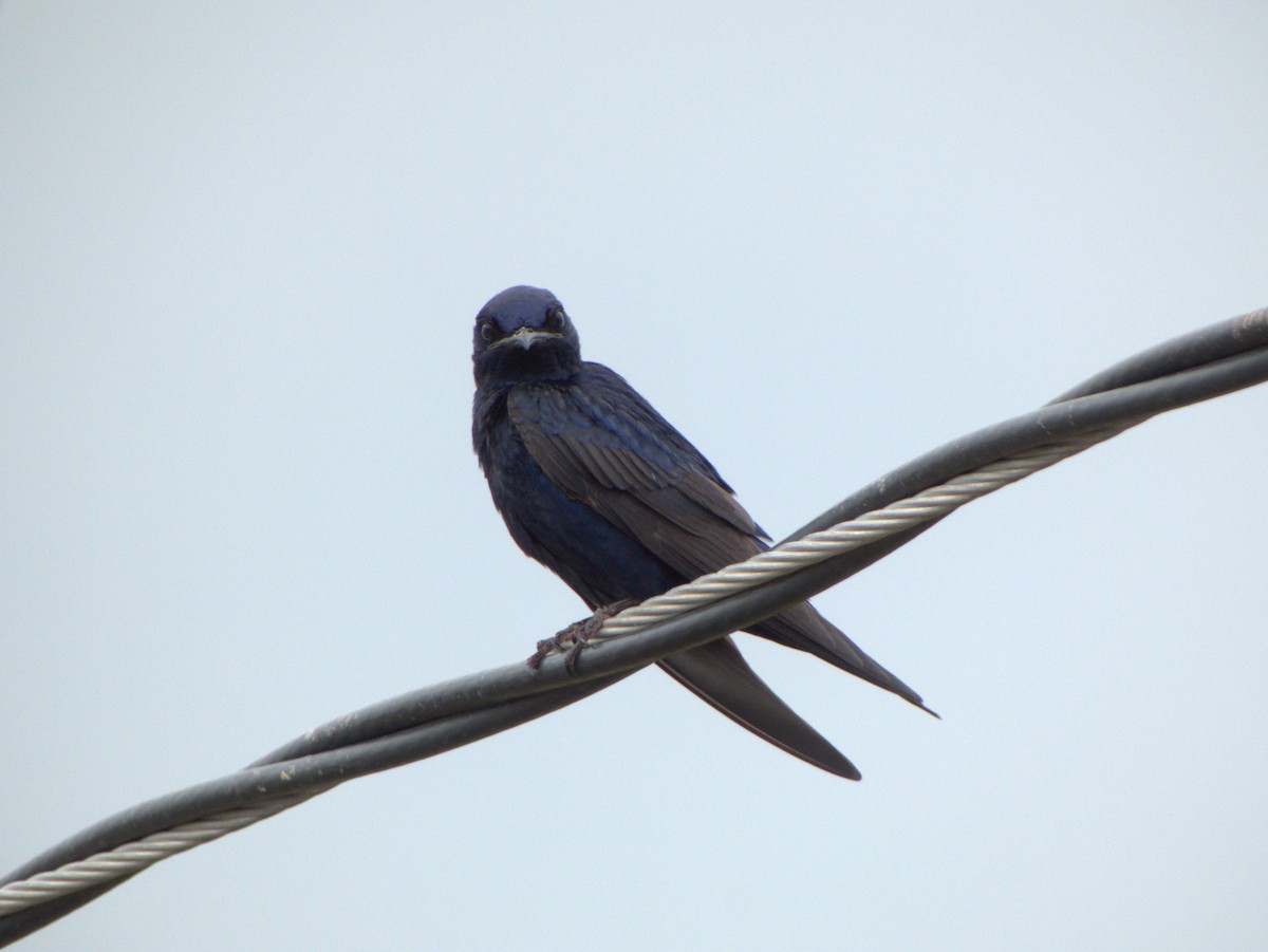 Purple Martin - ML569837601