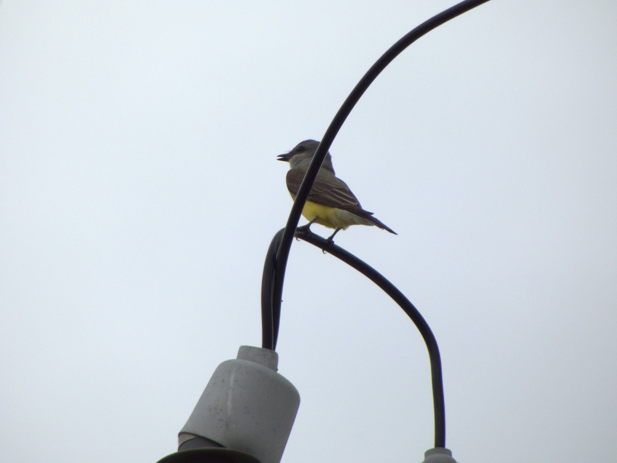 Western Kingbird - ML569837821