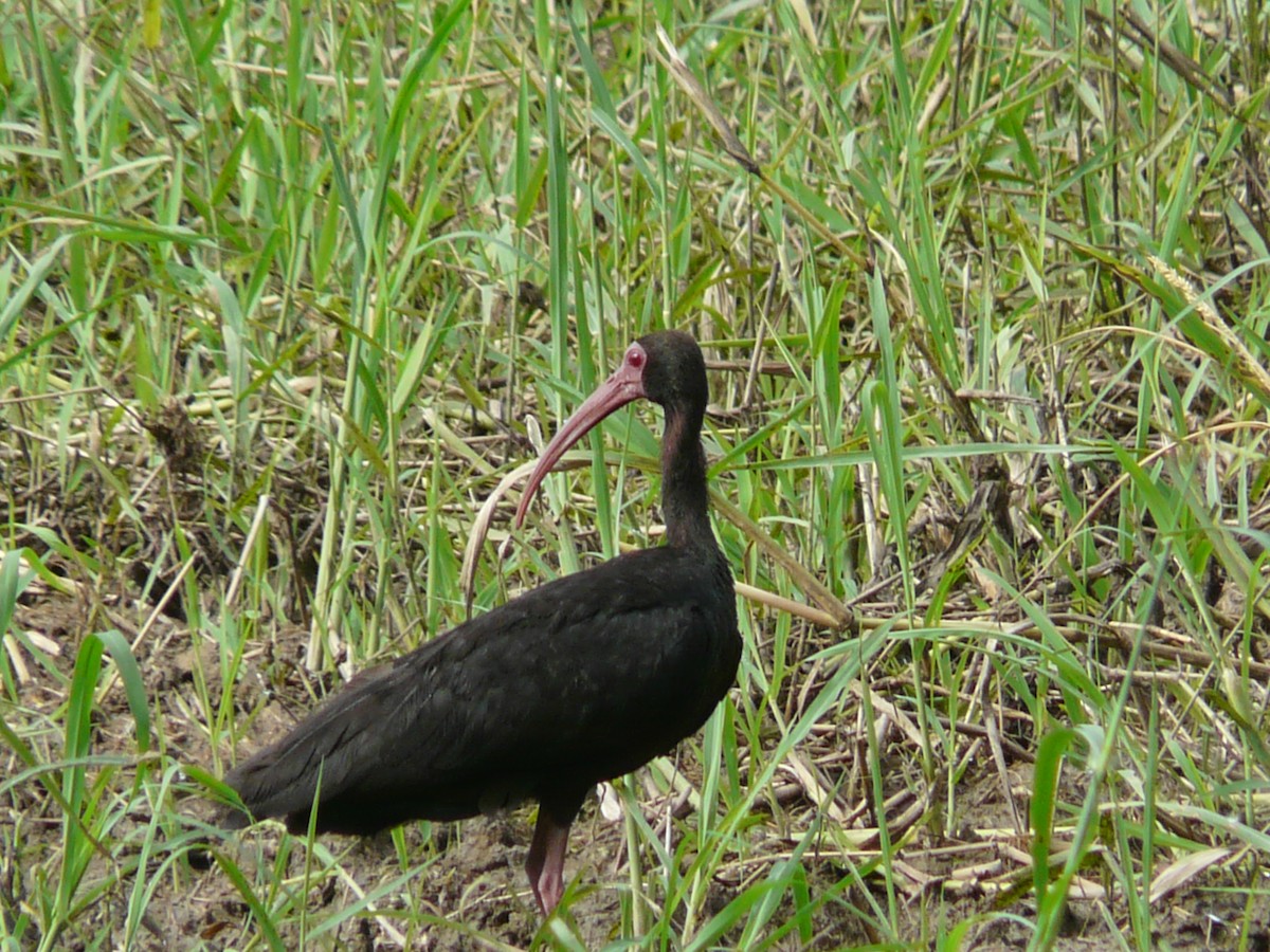 rødmaskeibis - ML569838891