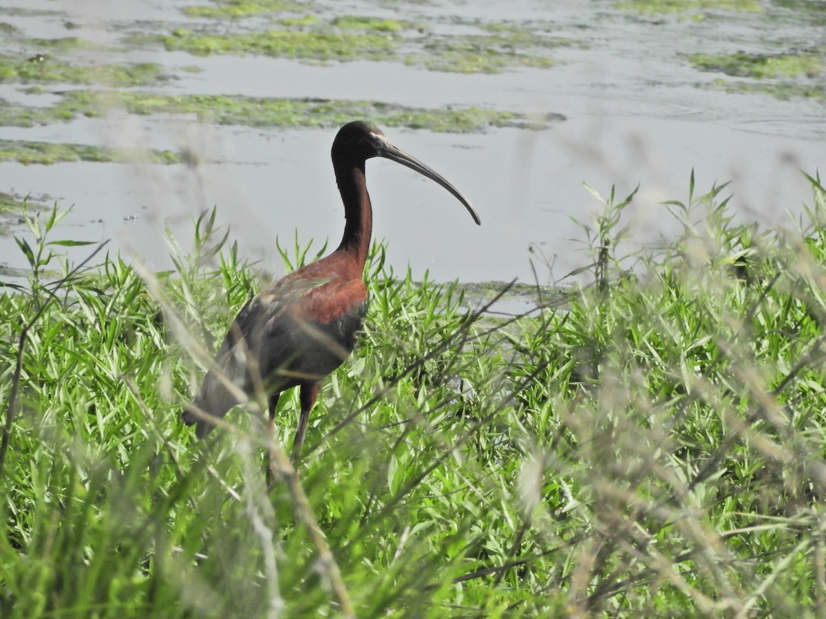 White-faced Ibis - ML569839121