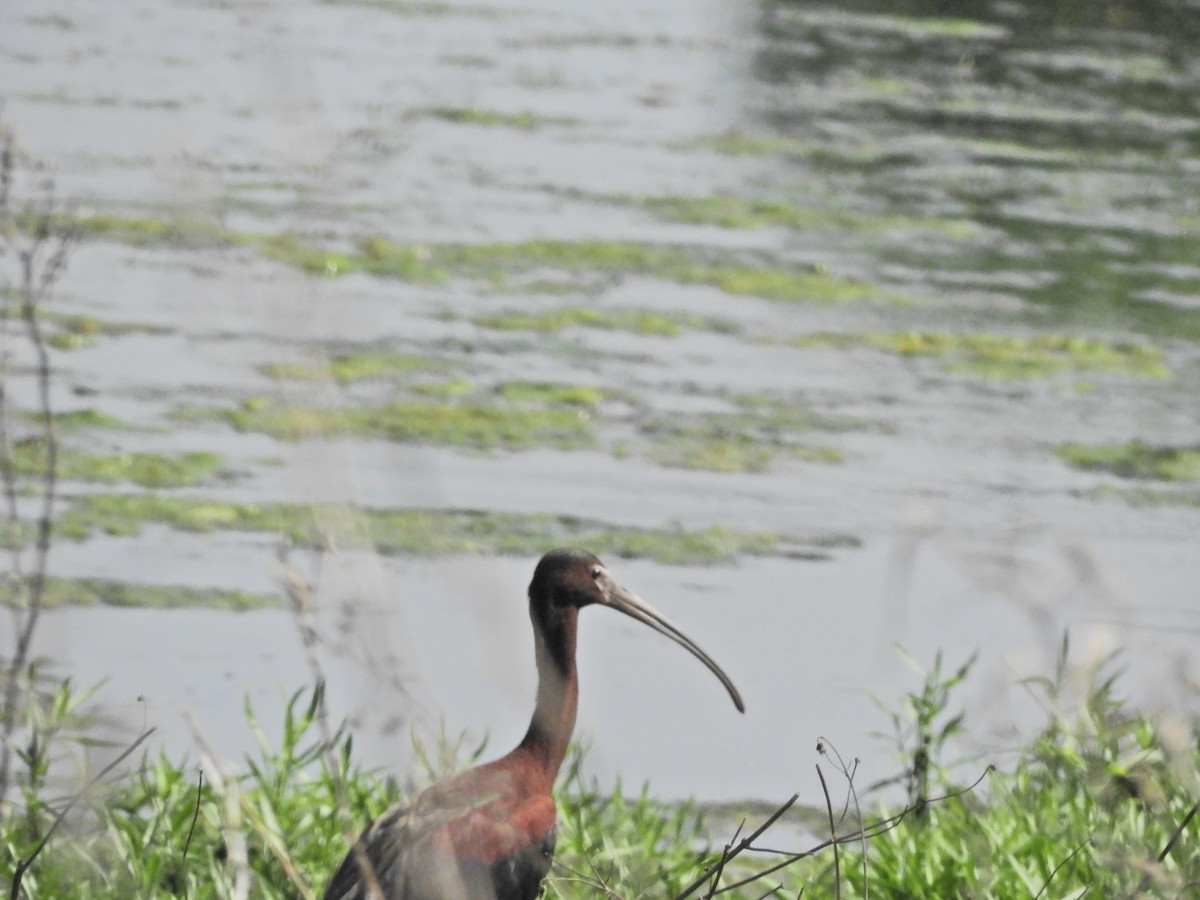 White-faced Ibis - ML569839191