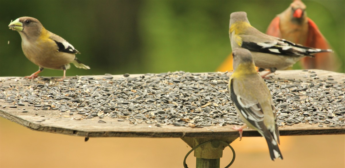 Evening Grosbeak - ML569839291