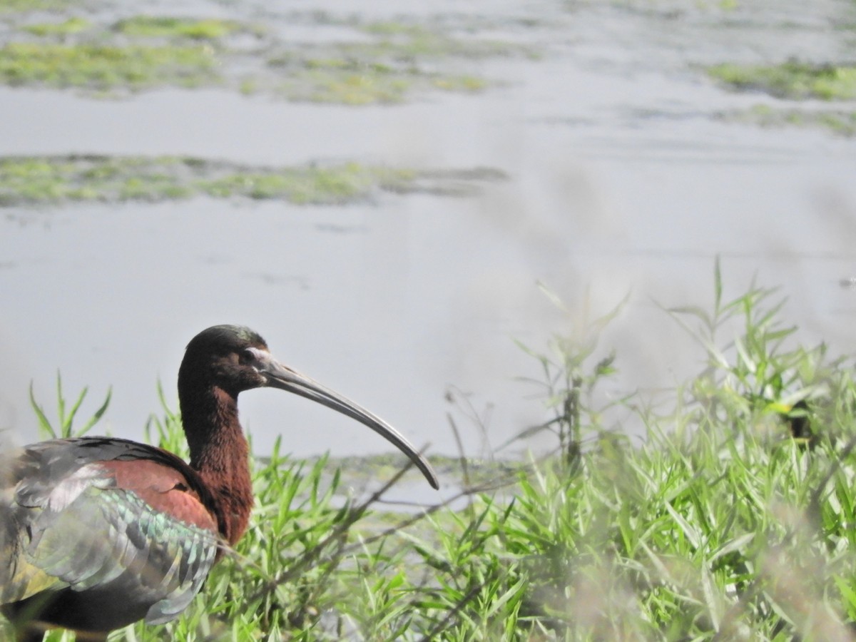 White-faced Ibis - Sara Caulk