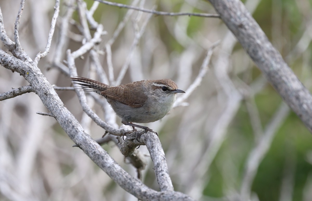 Cucarachero Colinegro - ML569839981