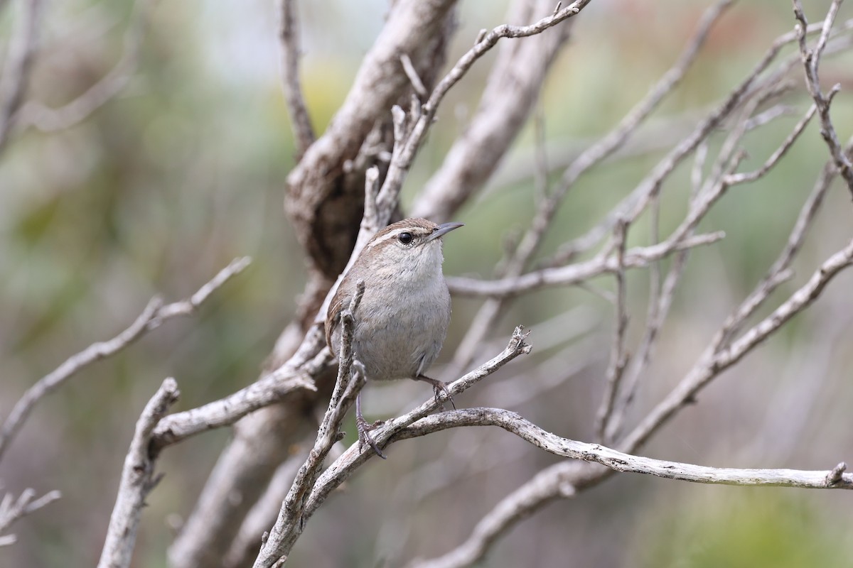 Bewick's Wren - ML569839991