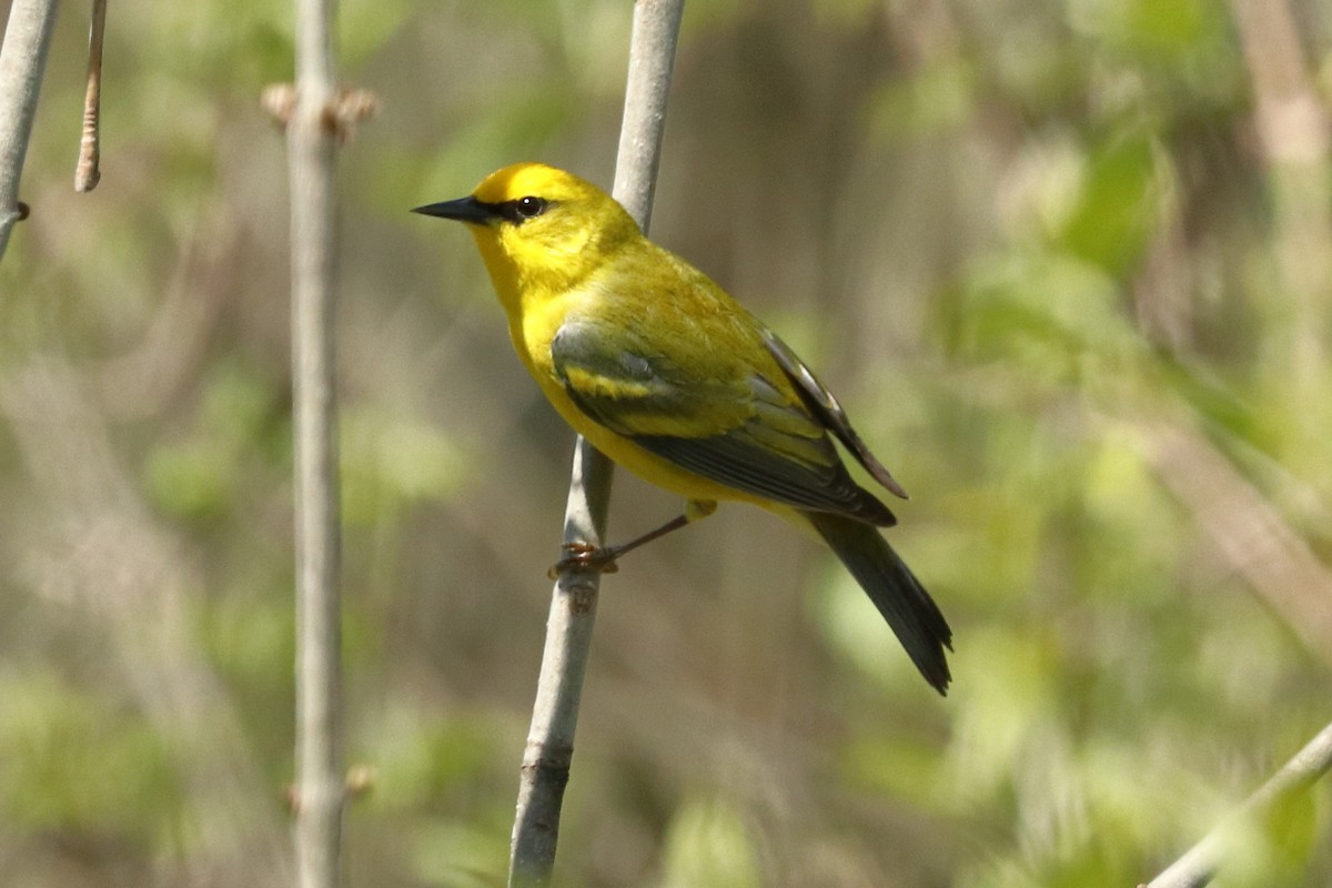 Blue-winged Warbler - ML569842241