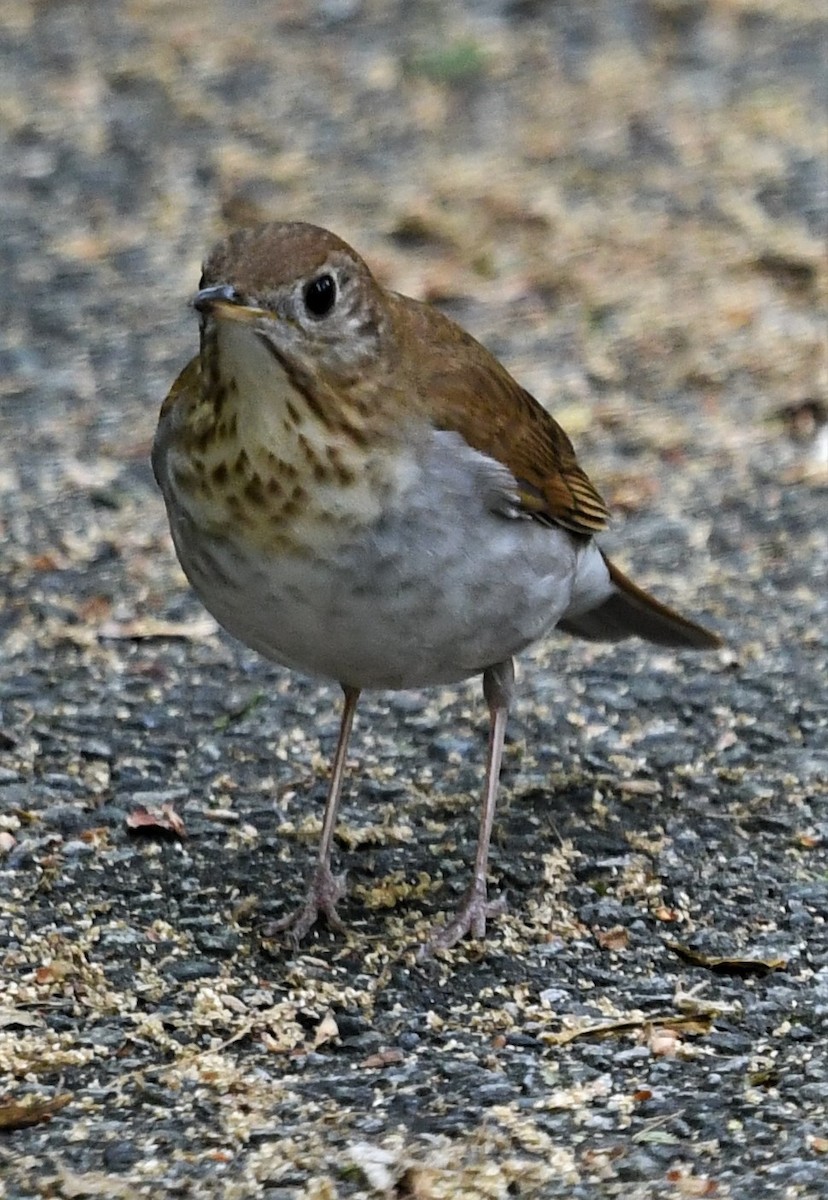 קיכלי חלוד-גב - ML569842661