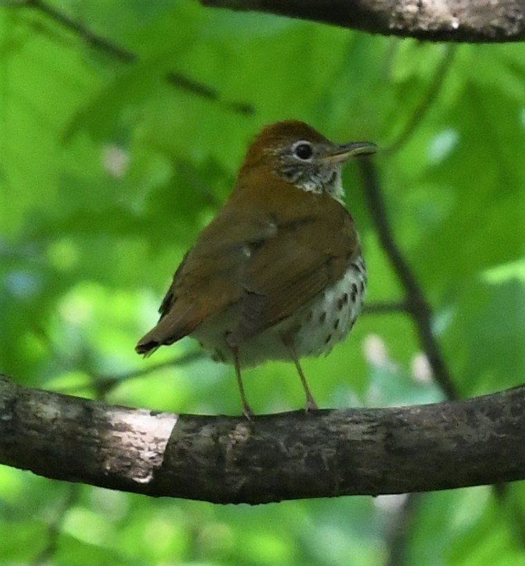 Wood Thrush - ML569843111