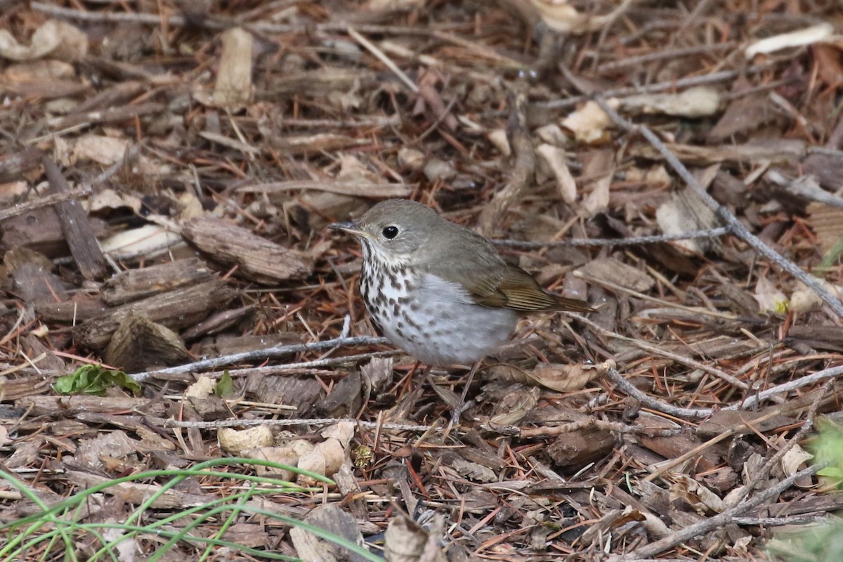 Hermit Thrush - Mark Chavez