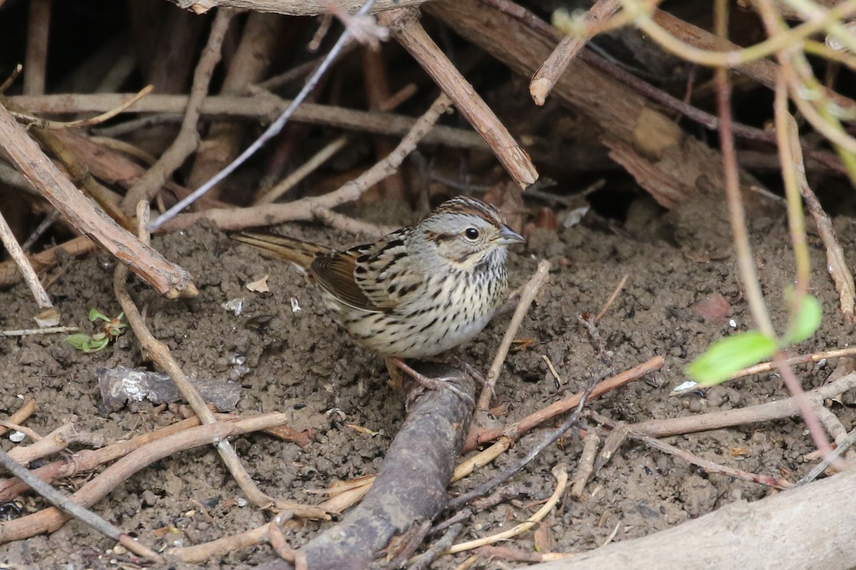 Lincoln's Sparrow - Mark Chavez