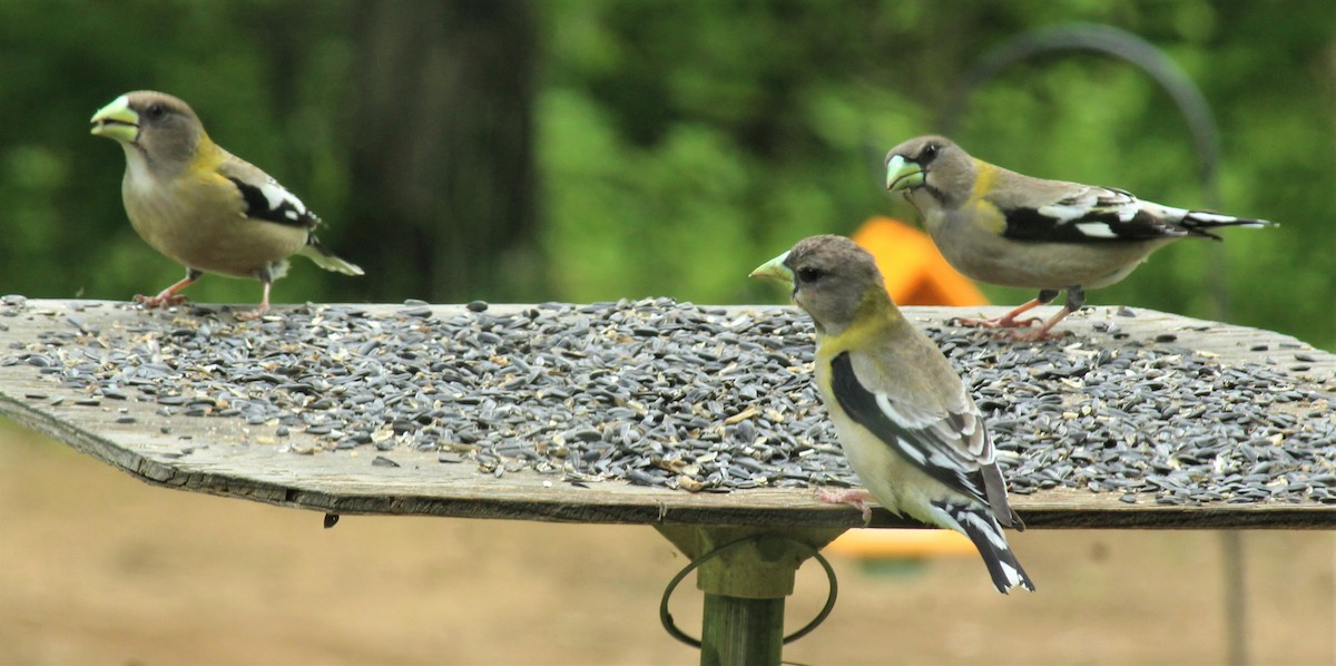 Evening Grosbeak - ML569845041