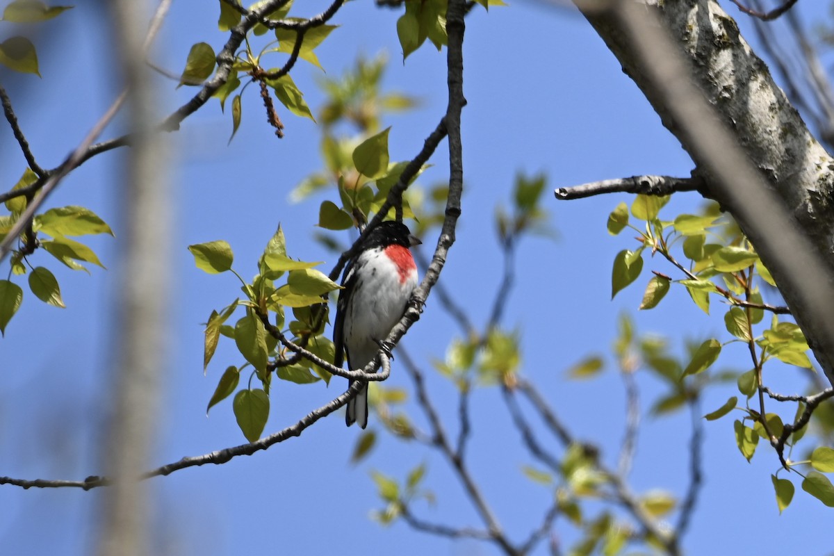 Rose-breasted Grosbeak - ML569845191
