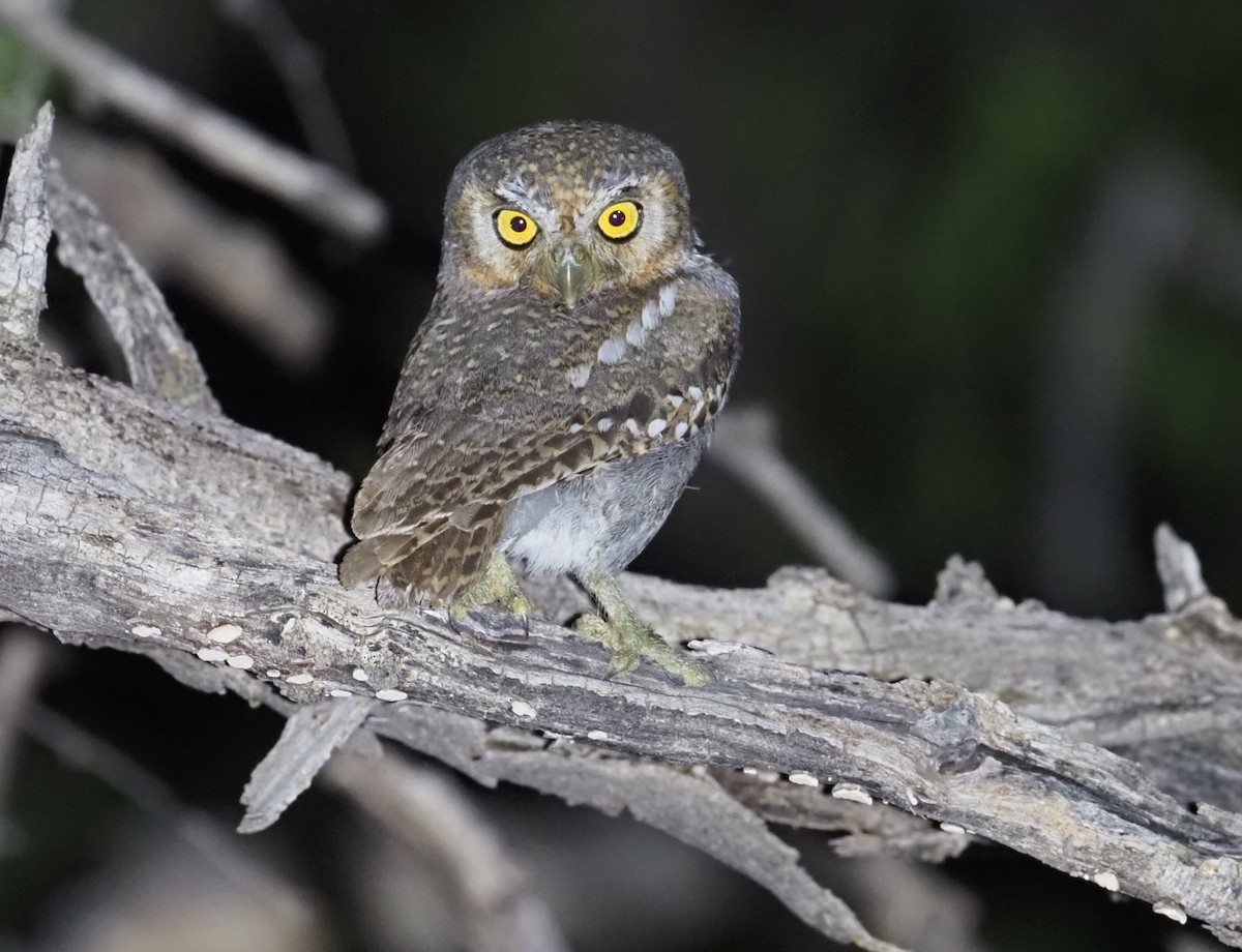 Elf Owl - ML569845391