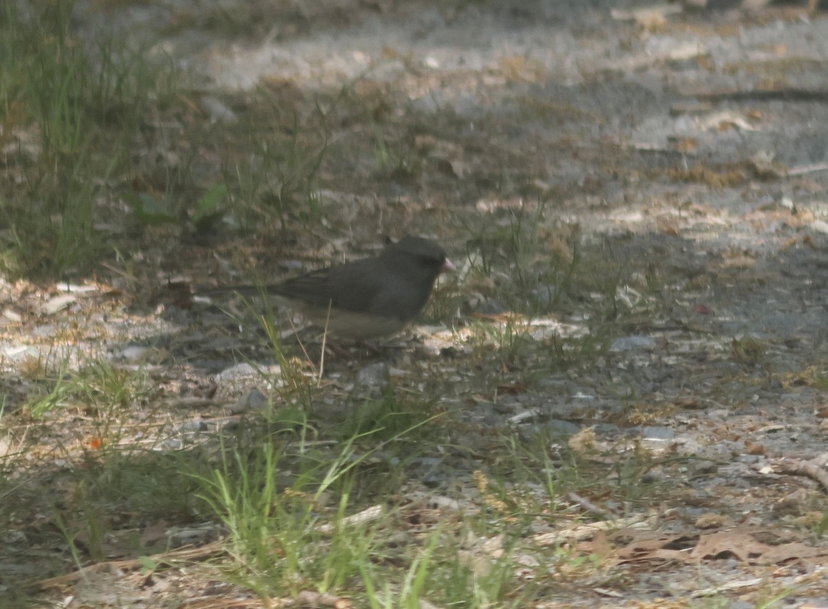 Юнко сірий (підвид hyemalis/carolinensis) - ML569845431