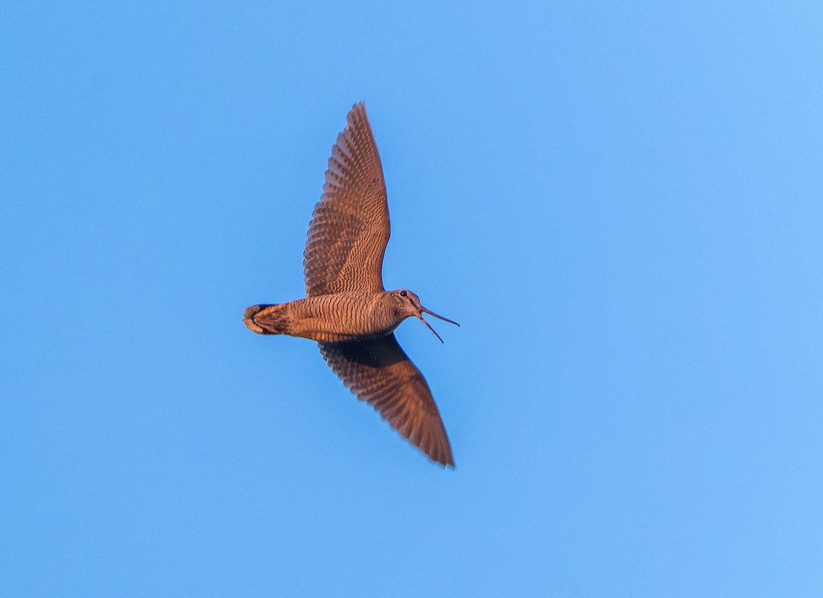 Eurasian Woodcock - ML569845901