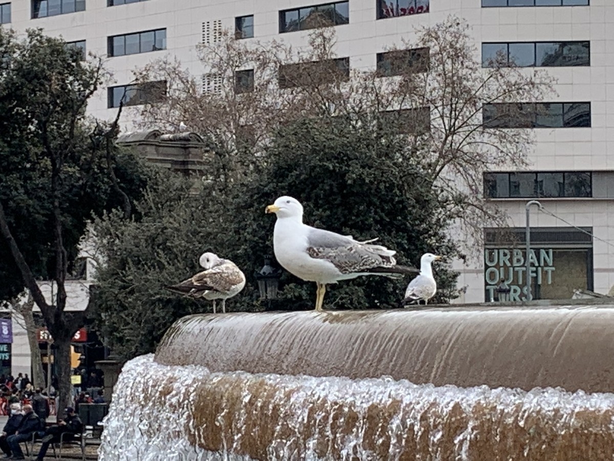 Gaviota Patiamarilla - ML569846701