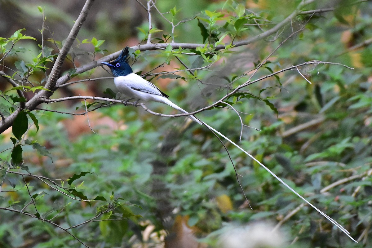 Indian Paradise-Flycatcher - ML569846741
