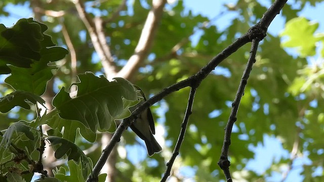 Mosquitero Papialbo - ML569847071