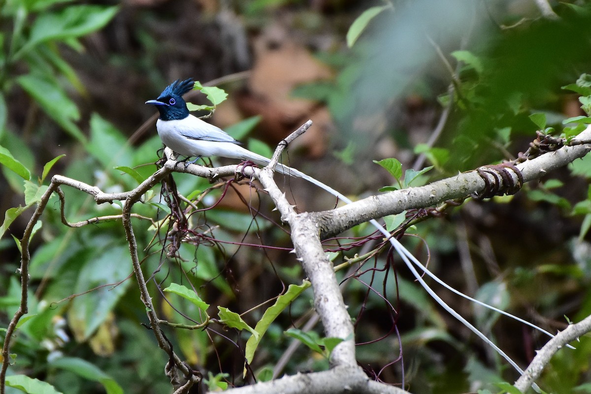 lejskovec rajský - ML569847081