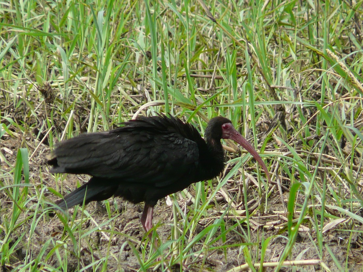 ibis tmavý - ML569848181