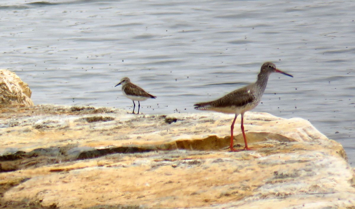 Little Stint - Miguel  Berkemeier