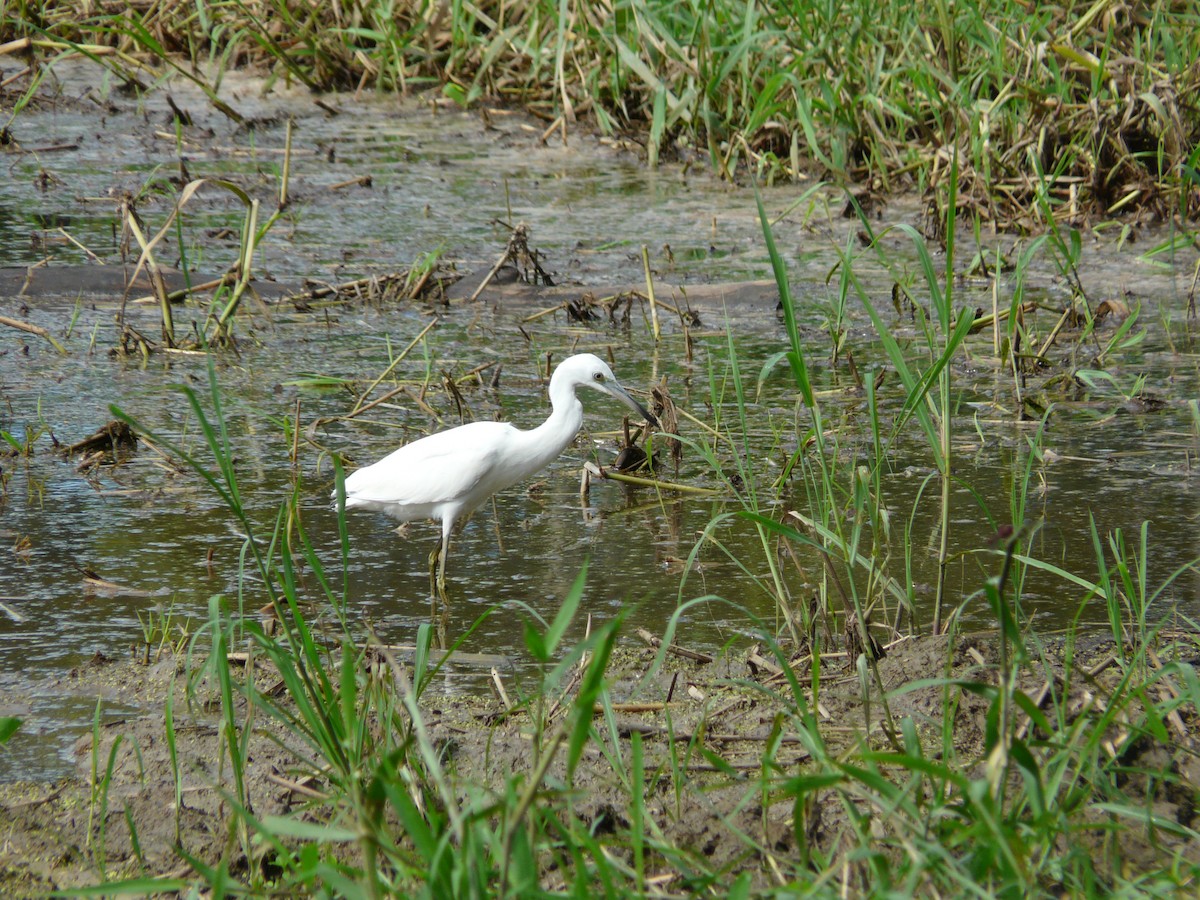 Snowy Egret - ML569849431