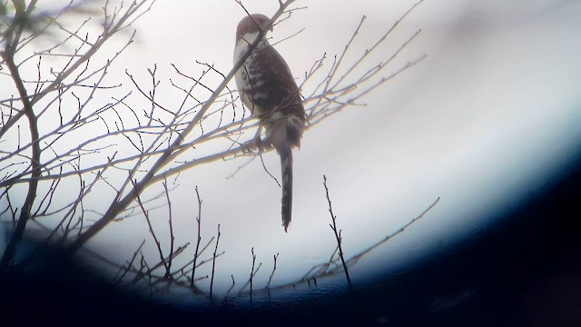 Long-tailed Hawk - ML569850401