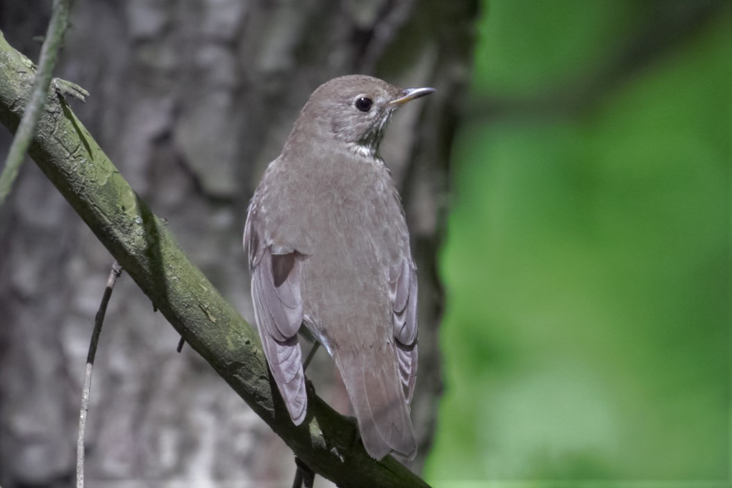 Gray-cheeked Thrush - ML569850441