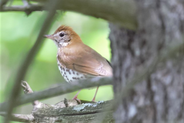 Wood Thrush - ML569850481