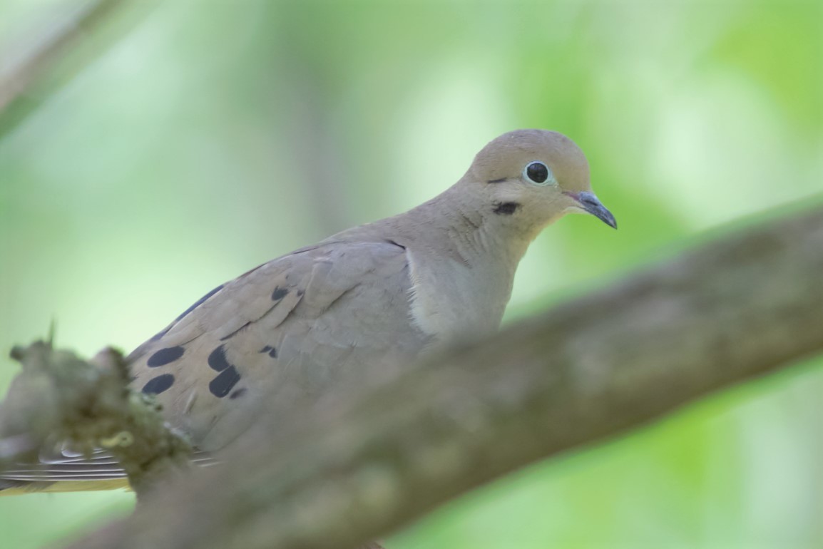 Mourning Dove - ML569850501