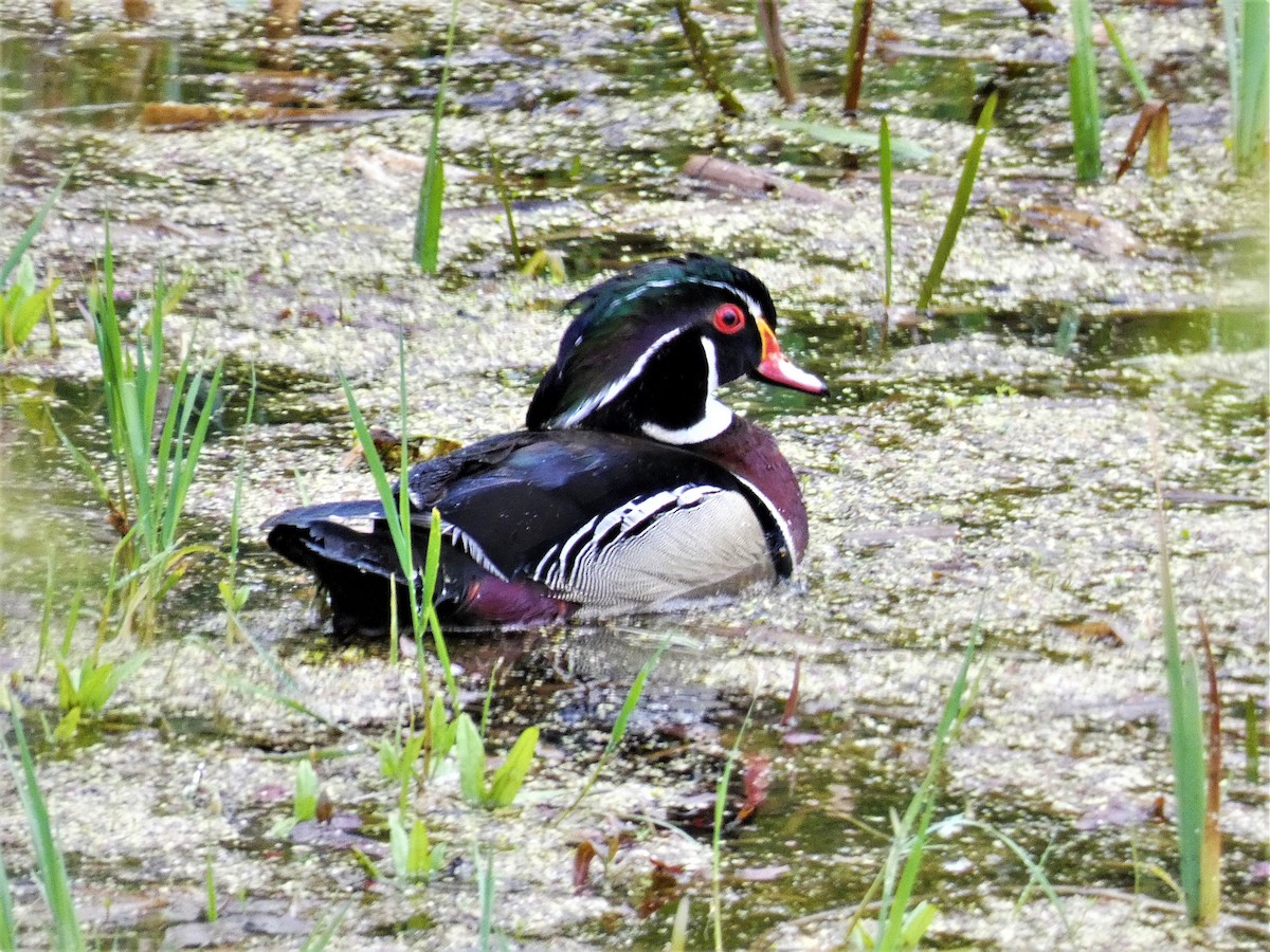 Wood Duck - ML569850941