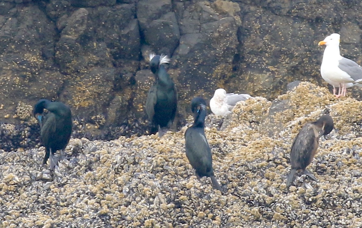 Brandt's Cormorant - ML56985191