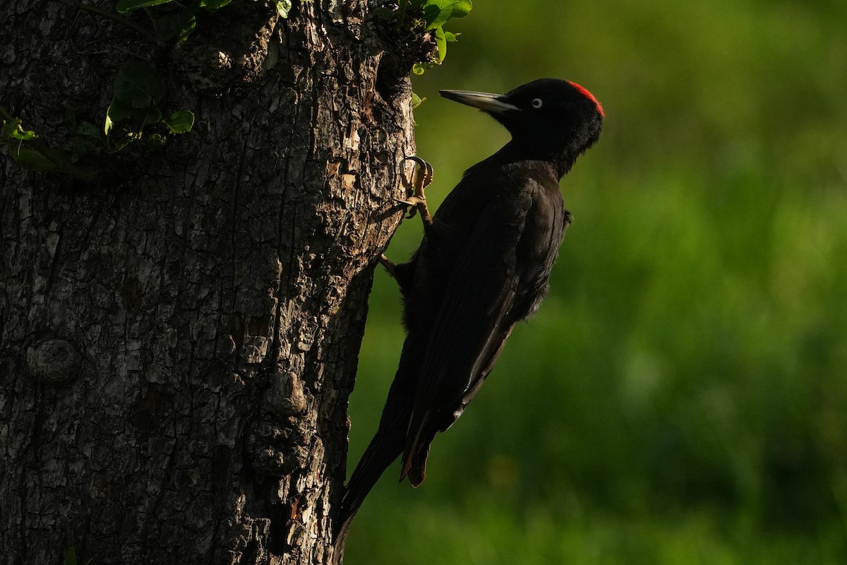 Black Woodpecker - Paulo Fernandez