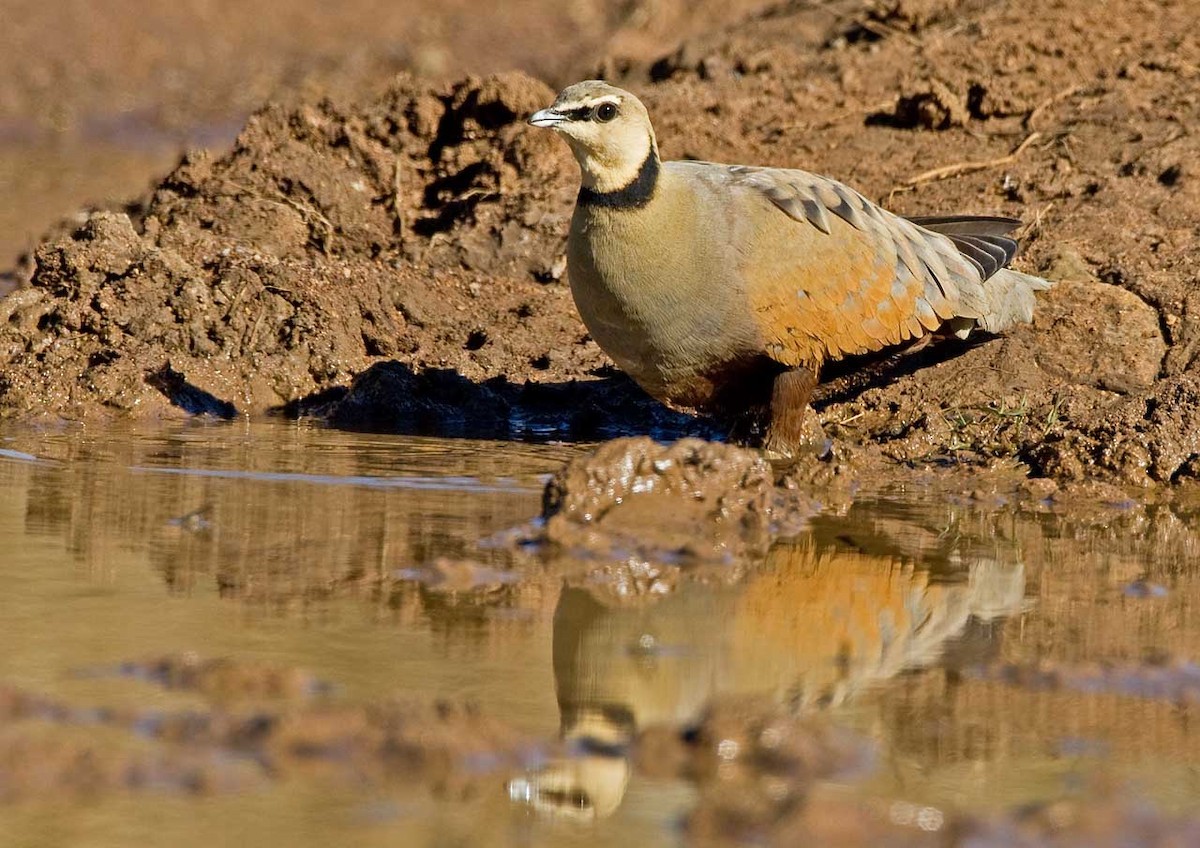 Yellow-throated Sandgrouse - ML56985381