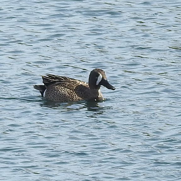 Blue-winged Teal - ML569854401