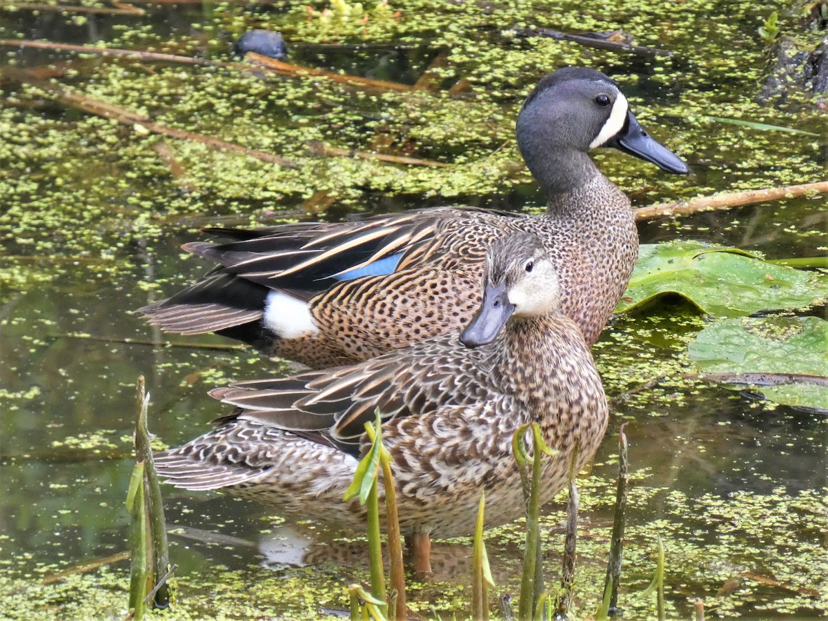 Blue-winged Teal - Michael Dudzinsky