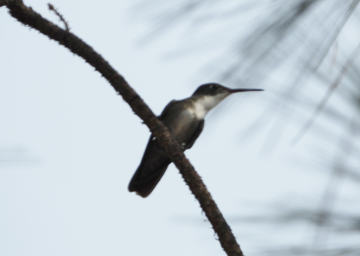 kolibřík azurovotemenný - ML569854851