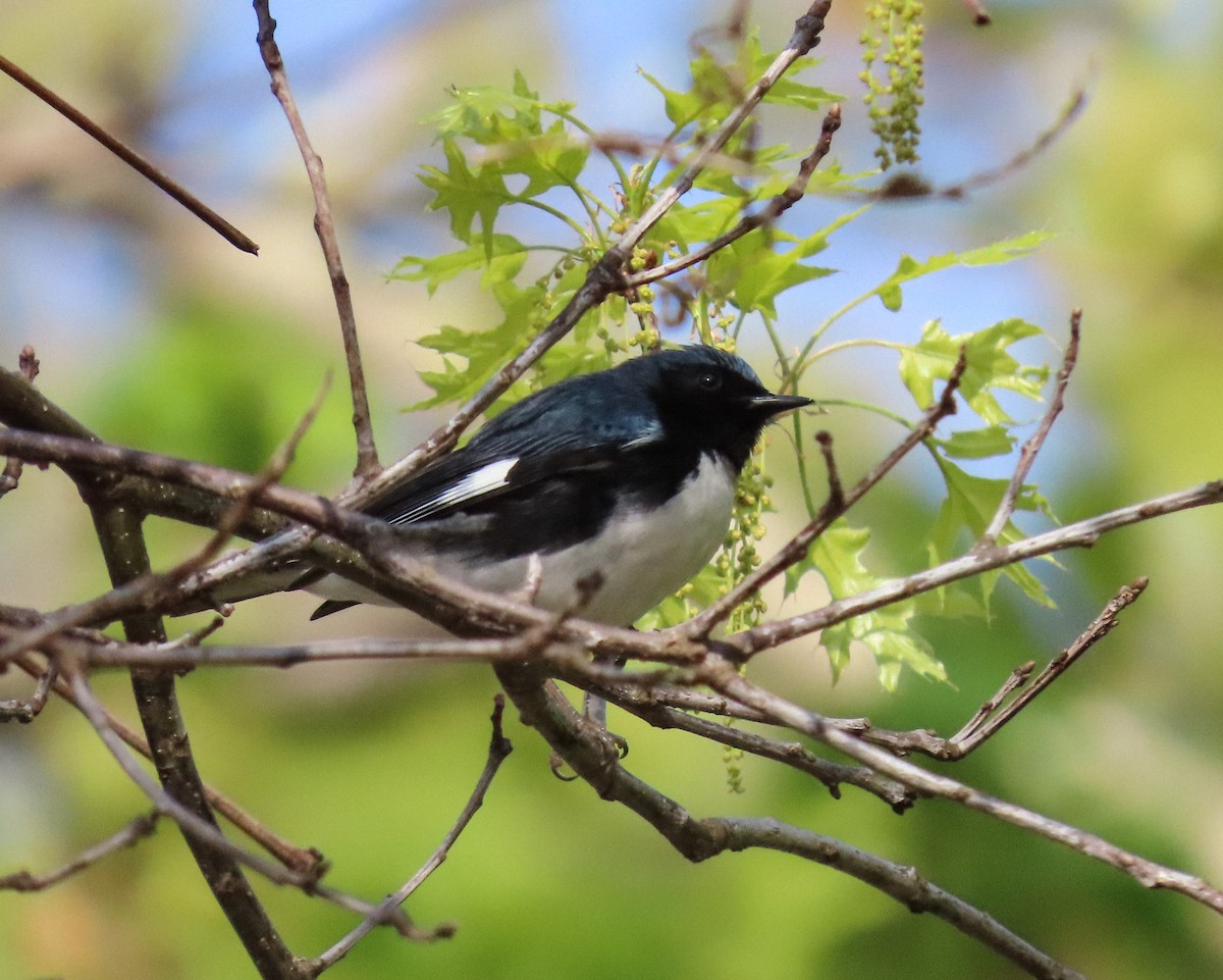 Black-throated Blue Warbler - ML569855231