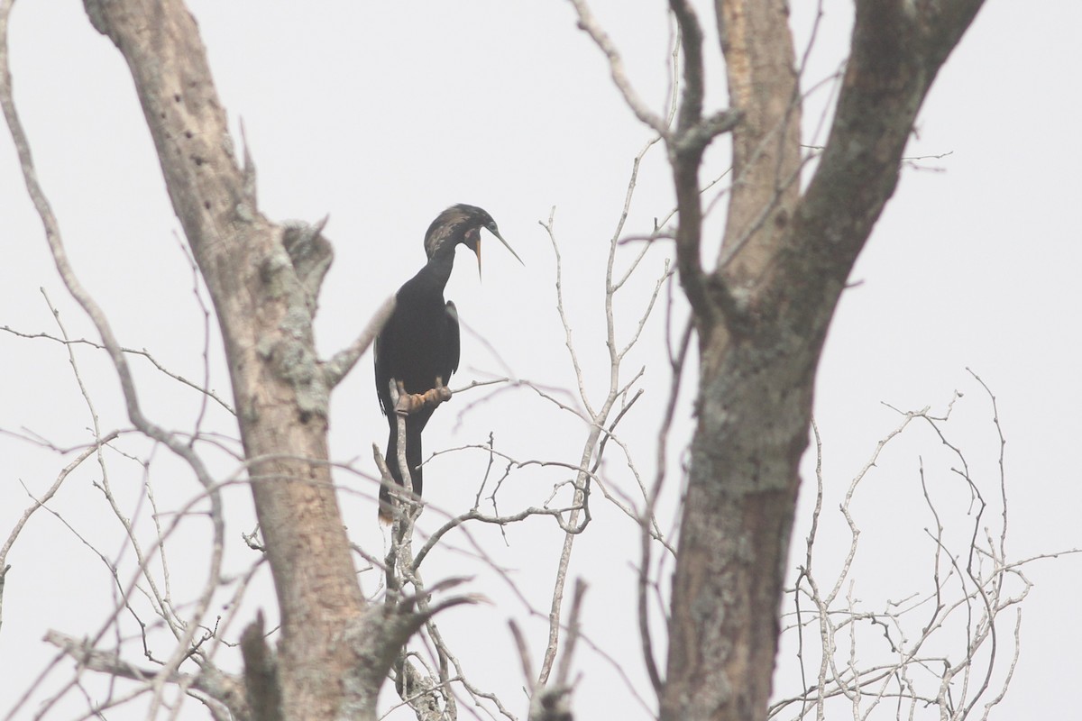 Anhinga - ML569855361