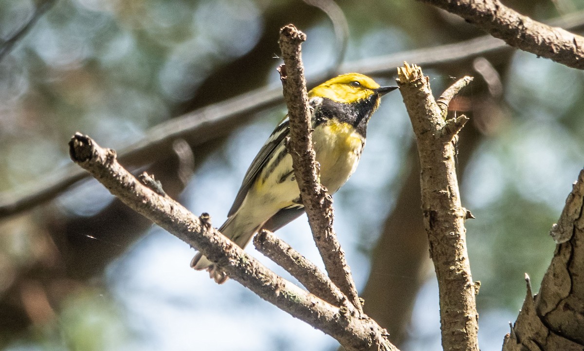 Black-throated Green Warbler - ML569855431