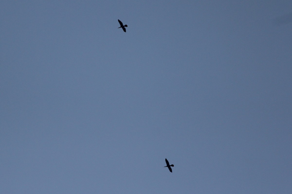 Anhinga - ML569855631