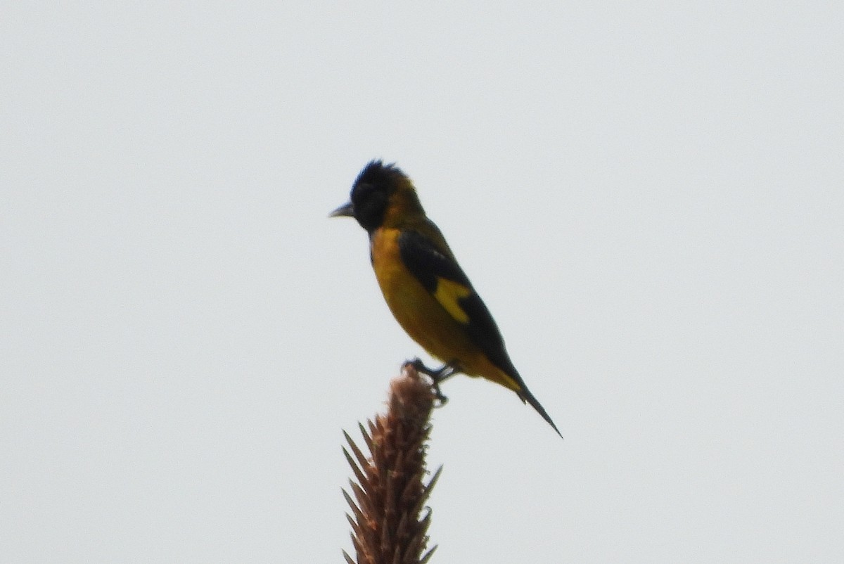 Black-headed Siskin - ML569855661