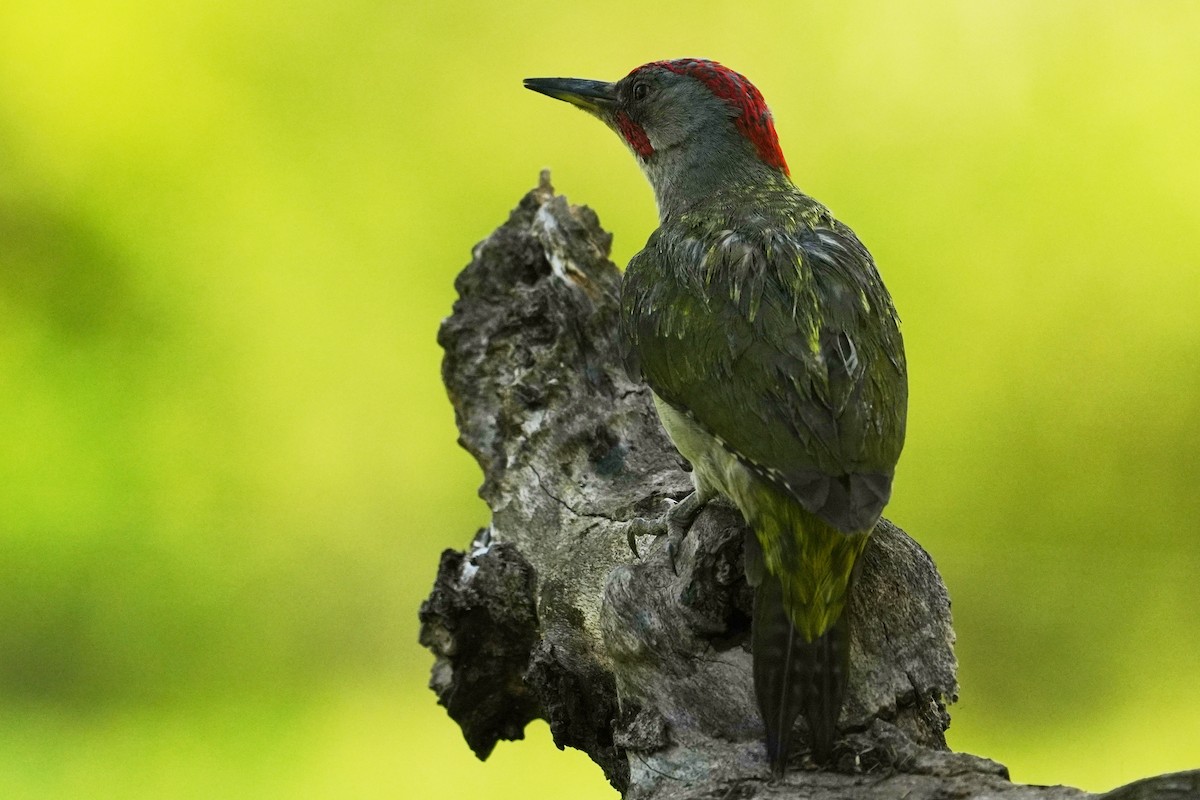 Iberian Green Woodpecker - Paulo Fernandez