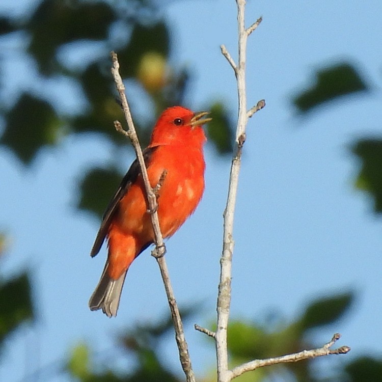 Scarlet Tanager - ML569856031