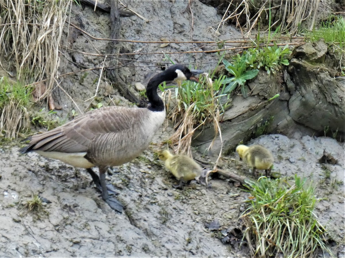 Canada Goose - ML569856191