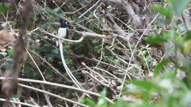 Indian Paradise-Flycatcher - ML569859311