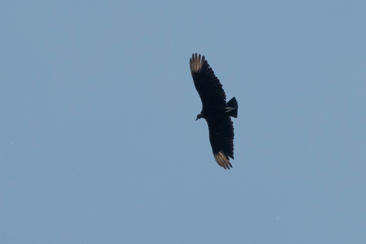 Black Vulture - ML569862151